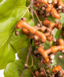 25 Japanese Raisin Tree Seeds - Edible Fruit, Oriental Honey Flowers - Image 4