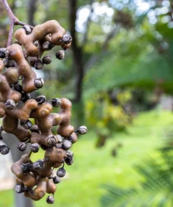 25 Japanese Raisin Tree Seeds - Edible Fruit, Oriental Honey Flowers - Image 5