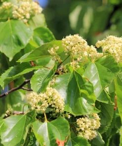 25 Japanese Raisin Tree Seeds - Edible Fruit, Oriental Honey Flowers - Image 6