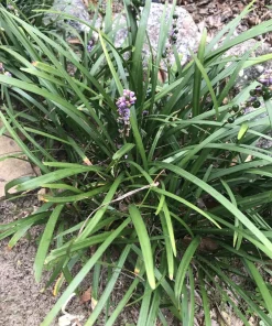25 Monkey Grass Live Plugs – Liriope Muscari Bare Root Ground Cover Plants - Image 2