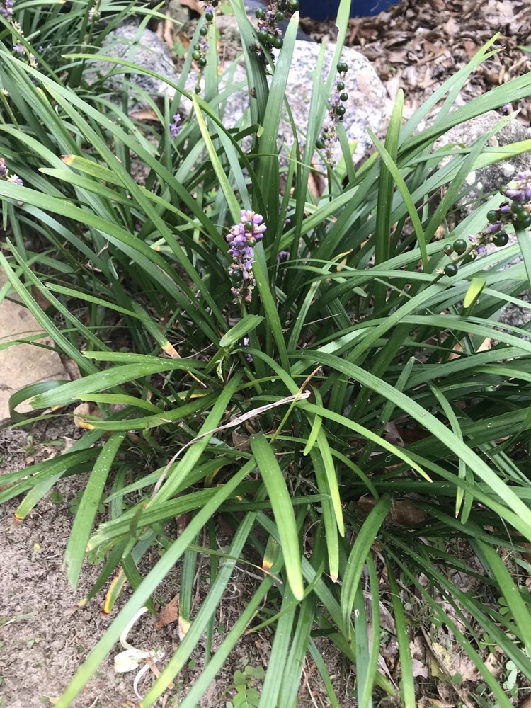 25 Monkey Grass Live Plugs – Liriope Muscari Bare Root Ground Cover Plants - Image 2