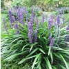 25 Monkey Grass Live Plugs – Liriope Muscari Bare Root Ground Cover Plants - Image 1