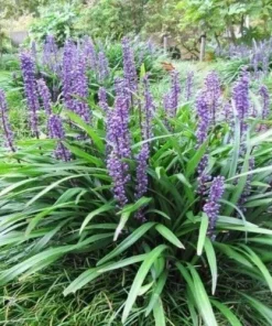 25 Monkey Grass Live Plugs – Liriope Muscari Bare Root Ground Cover Plants - Image 1