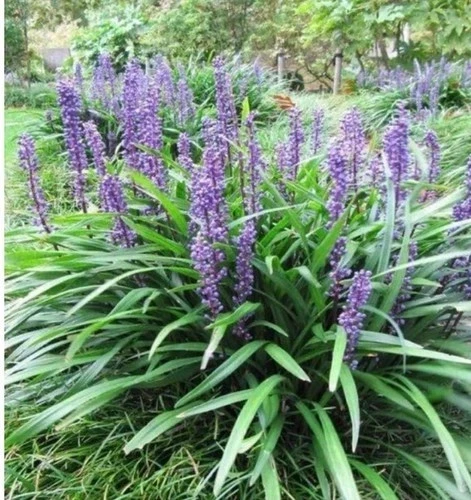 25 Monkey Grass Live Plugs – Liriope Muscari Bare Root Ground Cover Plants - Image 1