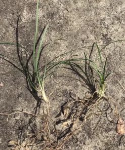 25 Monkey Grass Live Plugs – Liriope Muscari Bare Root Ground Cover Plants - Image 3
