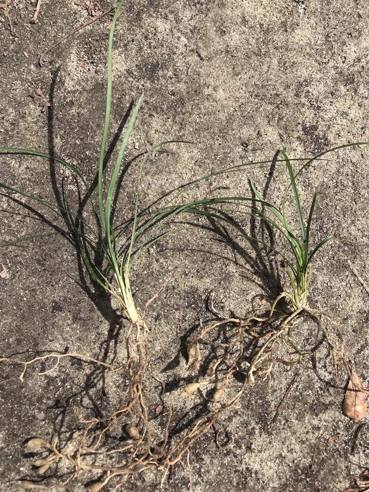 25 Monkey Grass Live Plugs – Liriope Muscari Bare Root Ground Cover Plants - Image 3