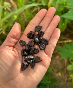 25 Peruvian Inca Purple Corn Seeds - Maiz Morado Heirloom Edible Corn Seeds Outdoor - Image 2