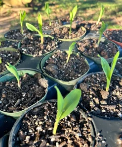 25 Peruvian Inca Purple Corn Seeds - Maiz Morado Heirloom Edible Corn Seeds Outdoor - Image 3