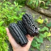 25 Peruvian Inca Purple Corn Seeds - Maiz Morado Heirloom Edible Corn Seeds Outdoor - Image 1