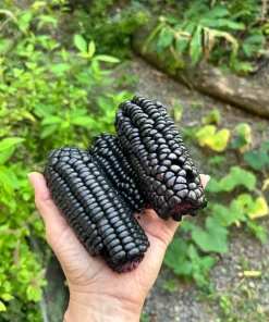 25 Peruvian Inca Purple Corn Seeds - Maiz Morado Heirloom Edible Corn Seeds Outdoor - Image 1