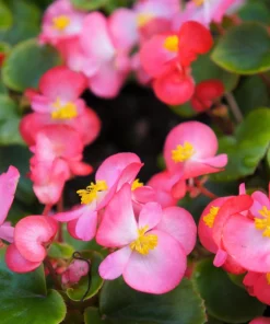 25 Pink Wax Begonia Seeds - Semperflorens Fibrous Shade Flower Seeds - Image 2