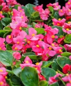 25 Pink Wax Begonia Seeds - Semperflorens Fibrous Shade Flower Seeds - Image 3