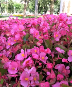 25 Pink Wax Begonia Seeds - Semperflorens Fibrous Shade Flower Seeds - Image 4