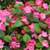 25 Pink Wax Begonia Seeds - Semperflorens Fibrous Shade Flower Seeds - Image 1