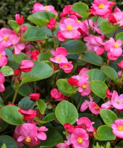 25 Pink Wax Begonia Seeds - Semperflorens Fibrous Shade Flower Seeds - Image 1