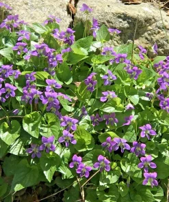 25 Purple Violet Live Plants, Viola sororia Bare Root, Hardy Perennial Wildflowers 6 in - Image 2