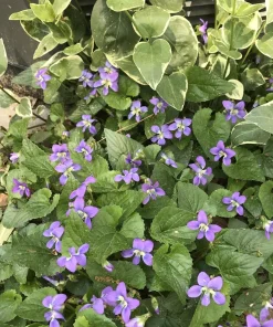 25 Purple Violet Live Plants, Viola sororia Bare Root, Hardy Perennial Wildflowers 6 in - Image 3