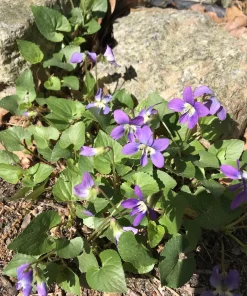 25 Purple Violet Live Plants, Viola sororia Bare Root, Hardy Perennial Wildflowers 6 in - Image 4