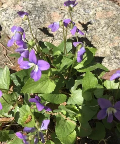 25 Purple Violet Live Plants, Viola sororia Bare Root, Hardy Perennial Wildflowers 6 in - Image 5