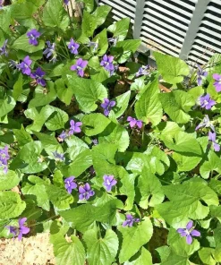 25 Purple Violet Live Plants, Viola sororia Bare Root, Hardy Perennial Wildflowers 6 in - Image 6