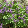 25 Purple Violet Live Plants, Viola sororia Bare Root, Hardy Perennial Wildflowers 6 in - Image 1
