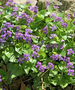 25 Purple Violet Live Plants, Viola sororia Bare Root, Hardy Perennial Wildflowers 6 in - Image 1
