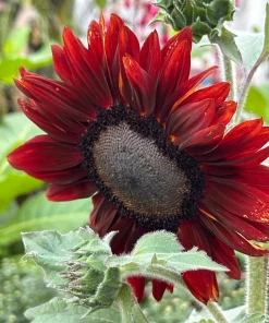 25 Red Sun Sunflower Helianthus Annuus Flower Seeds - Dark Bronze - Image 10