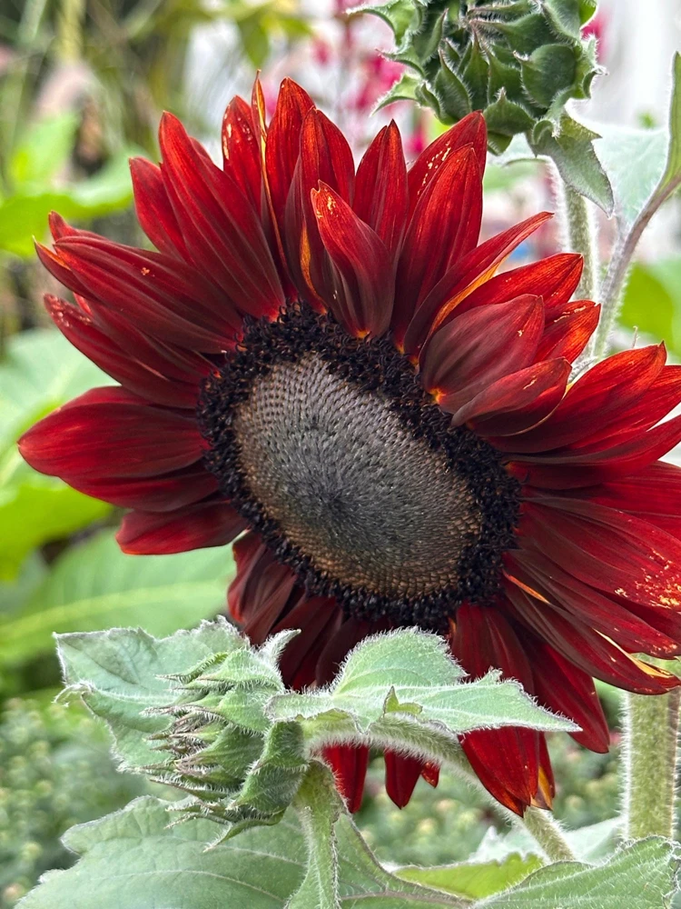 25 Red Sun Sunflower Helianthus Annuus Flower Seeds - Dark Bronze - Image 10