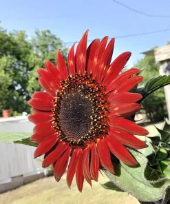 25 Red Sun Sunflower Helianthus Annuus Flower Seeds - Dark Bronze - Image 11