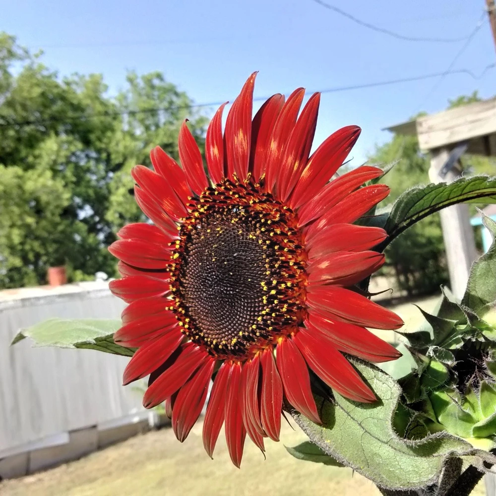25 Red Sun Sunflower Helianthus Annuus Flower Seeds - Dark Bronze - Image 11