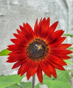 25 Red Sun Sunflower Helianthus Annuus Flower Seeds - Dark Bronze - Image 2