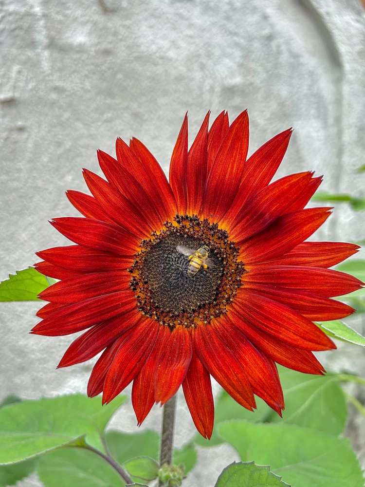 25 Red Sun Sunflower Helianthus Annuus Flower Seeds - Dark Bronze - Image 2