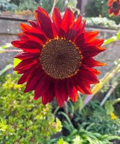 25 Red Sun Sunflower Helianthus Annuus Flower Seeds - Dark Bronze - Image 3