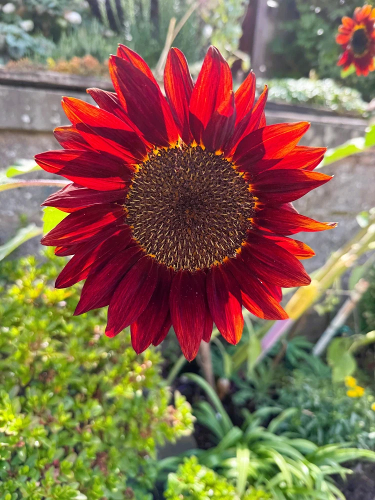 25 Red Sun Sunflower Helianthus Annuus Flower Seeds - Dark Bronze - Image 3