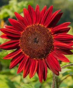 25 Red Sun Sunflower Helianthus Annuus Flower Seeds - Dark Bronze - Image 4