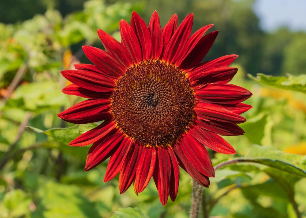 25 Red Sun Sunflower Helianthus Annuus Flower Seeds - Dark Bronze - Image 4