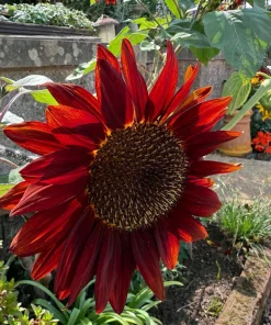 25 Red Sun Sunflower Helianthus Annuus Flower Seeds - Dark Bronze - Image 5