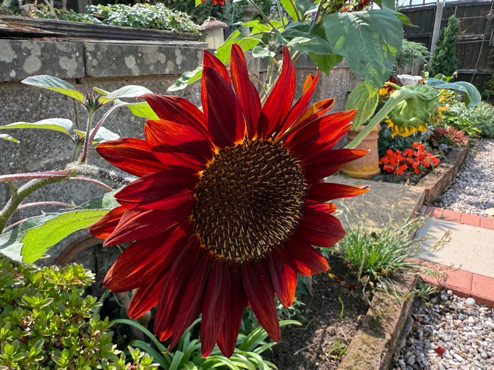 25 Red Sun Sunflower Helianthus Annuus Flower Seeds - Dark Bronze - Image 5