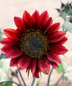 25 Red Sun Sunflower Helianthus Annuus Flower Seeds - Dark Bronze - Image 6