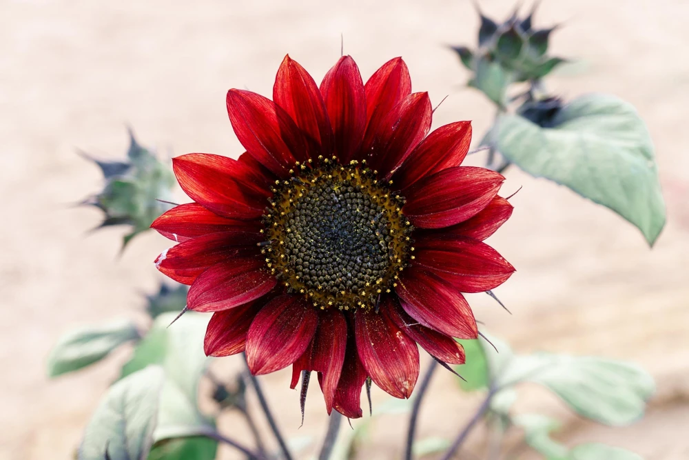 25 Red Sun Sunflower Helianthus Annuus Flower Seeds - Dark Bronze - Image 6