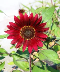 25 Red Sun Sunflower Helianthus Annuus Flower Seeds - Dark Bronze - Image 7