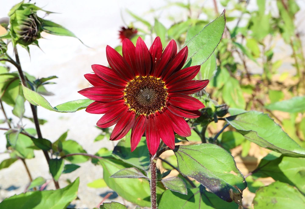 25 Red Sun Sunflower Helianthus Annuus Flower Seeds - Dark Bronze - Image 7