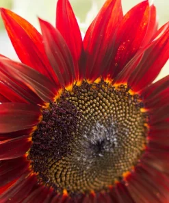 25 Red Sun Sunflower Helianthus Annuus Flower Seeds - Dark Bronze - Image 8