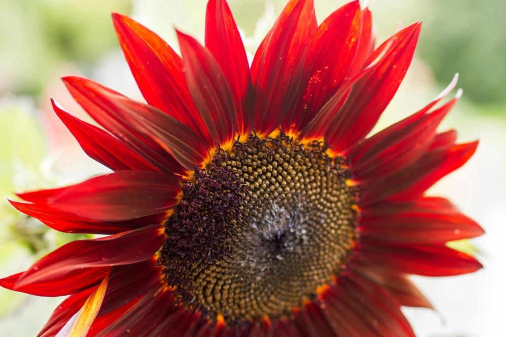 25 Red Sun Sunflower Helianthus Annuus Flower Seeds - Dark Bronze - Image 8