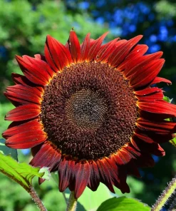 25 Red Sun Sunflower Helianthus Annuus Flower Seeds - Dark Bronze - Image 9