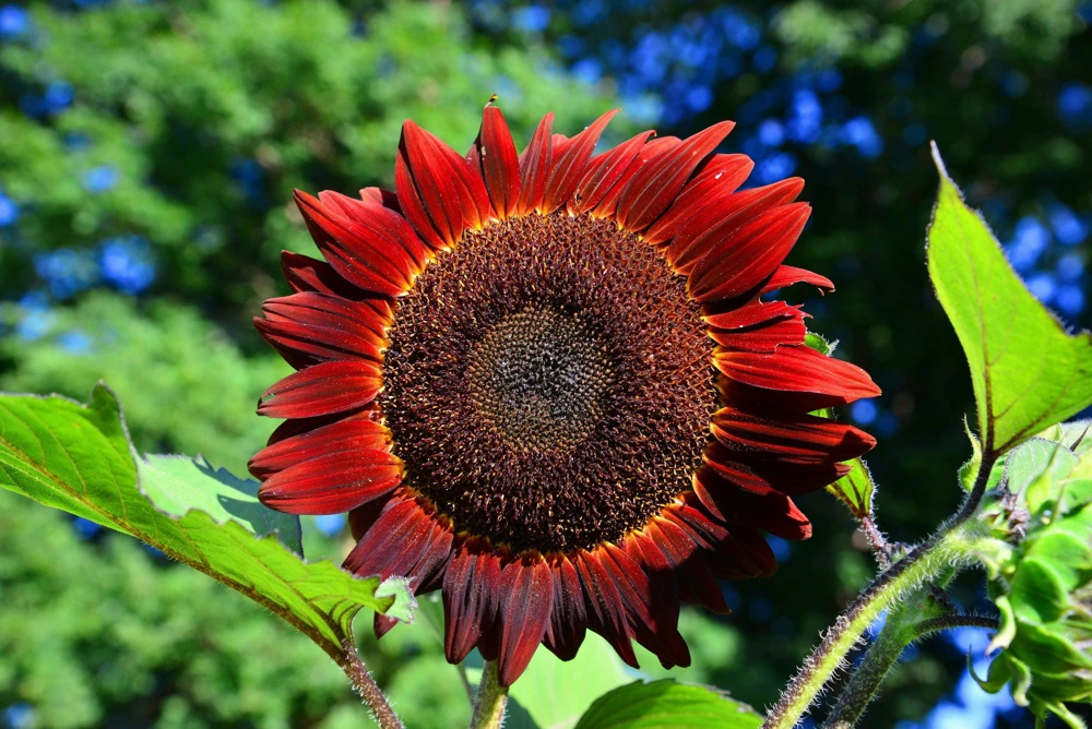 25 Red Sun Sunflower Helianthus Annuus Flower Seeds - Dark Bronze - Image 9
