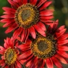 25 Red Sun Sunflower Helianthus Annuus Flower Seeds - Dark Bronze - Image 1