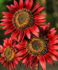 25 Red Sun Sunflower Helianthus Annuus Flower Seeds - Dark Bronze - Image 1