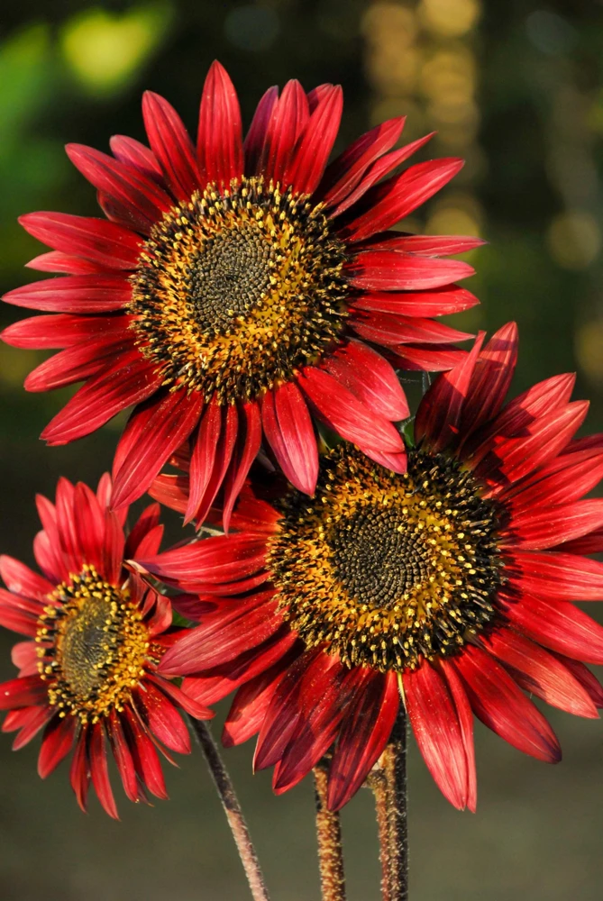 25 Red Sun Sunflower Helianthus Annuus Flower Seeds - Dark Bronze - Image 1