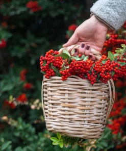 25 Scarlet Firethorn Pyracantha Coccinea Bush Shrub Flower Seeds - Image 11